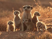 Curiosidades bizarras de alguns animais.