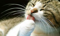 O bigode dos gatos