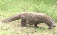 Dragão de Komodo